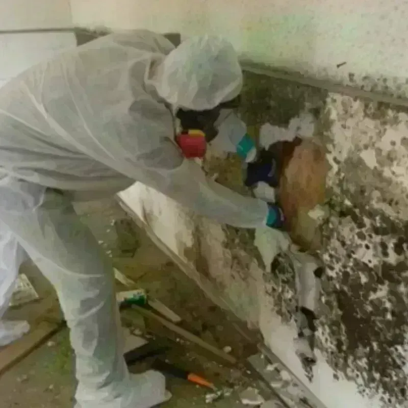 Mold Remediation and Removal in Everett, WA